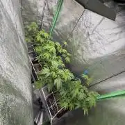 Studio 54 by DEO Farms x Seedjunky