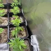 Studio 54 by DEO Farms x Seedjunky