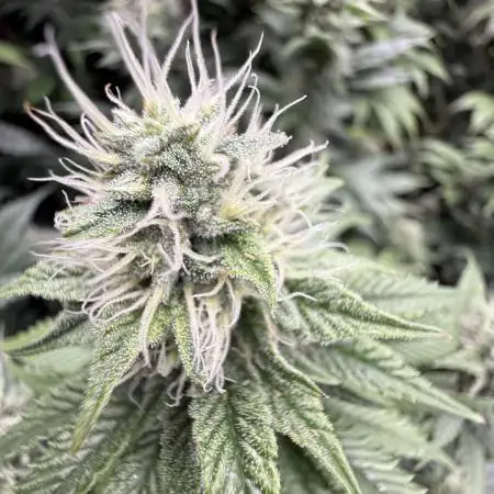 Marshmallow OG by Compound Genetics