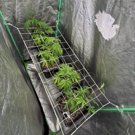 Strawberry Pavé by Compound Genetics