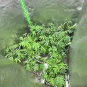 Emergen C by Seedjunky