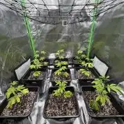 Emergen C by Seedjunky