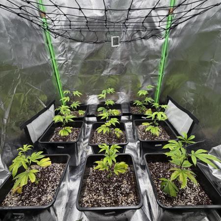 Emergen C by Seedjunky