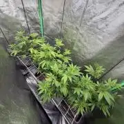 Studio 54 by DEO Farms x Seedjunky