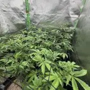 Emergen C by Seedjunky