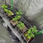 Studio 54 by DEO Farms x Seedjunky