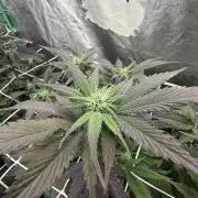 Strawberry Pavé by Compound Genetics