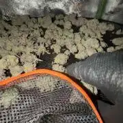 Strawberry Pavé by Compound Genetics