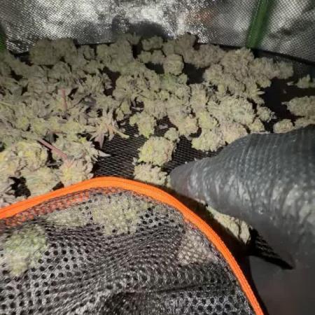 Strawberry Pavé by Compound Genetics