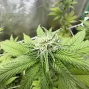 Studio 54 by DEO Farms x Seedjunky