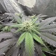 Strawberry Pavé by Compound Genetics