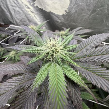 Strawberry Pavé by Compound Genetics