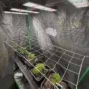 Strawberry Pavé by Compound Genetics