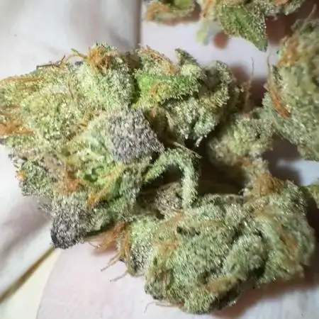 LemonCherryPop @Cookies