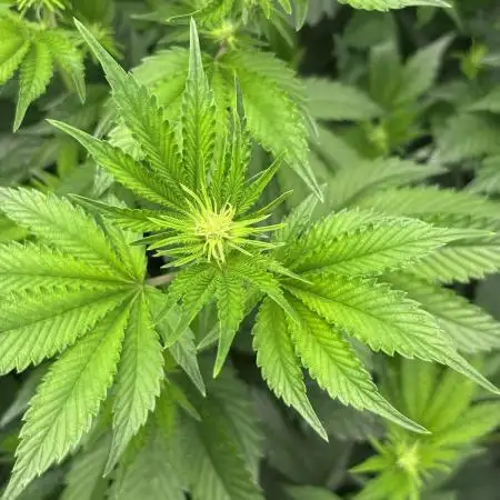 Marshmallow OG by Compound Genetics