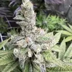 OrangeCake @Cookies