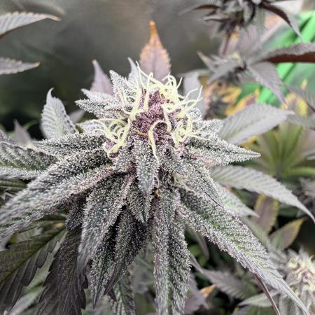 Emergen C by Seedjunky