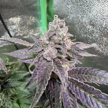 OrangeCake @Cookies