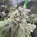 Marshmallow OG by Compound Genetics