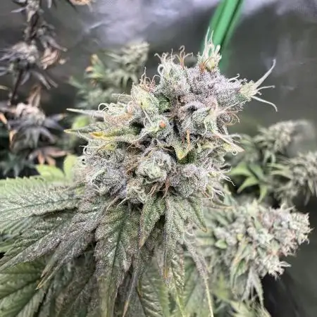 Marshmallow OG by Compound Genetics