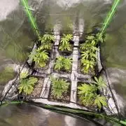 Emergen C by Seedjunky