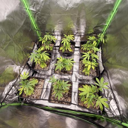 Emergen C by Seedjunky