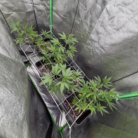 Studio 54 by DEO Farms x Seedjunky