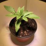 Blue Dream Auto