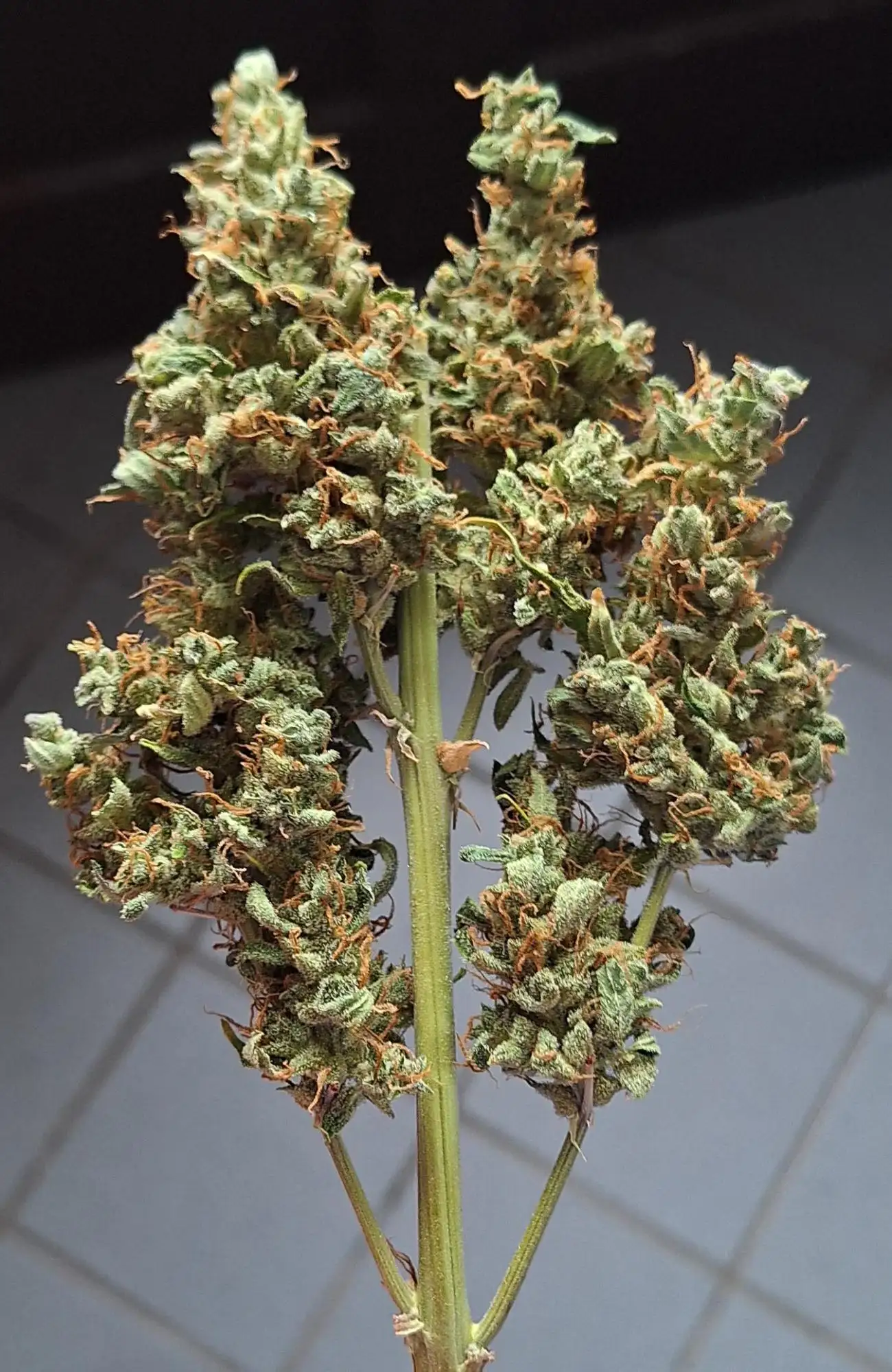 Braindamage x Platinum mimosa Cookies autoflower run grow journal