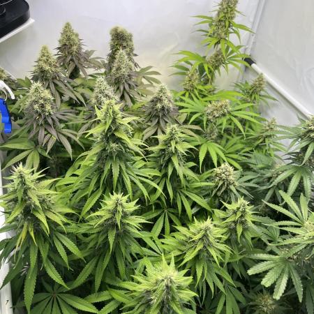 Sandy‘s Tegridy Farm - S.A.D.