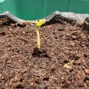 Toxic Delusion SCROG