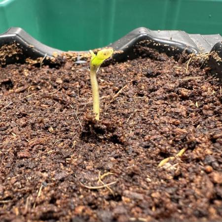 Toxic Delusion SCROG