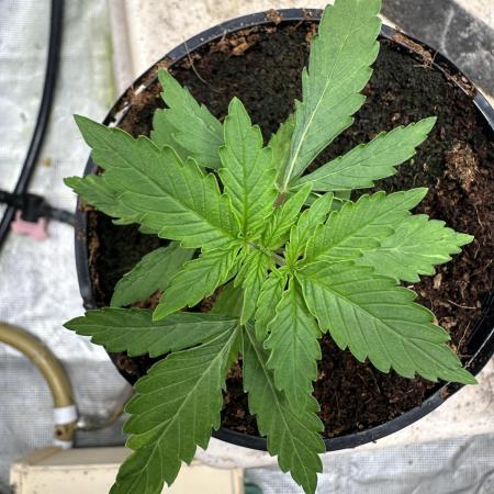 Toxic Delusion SCROG