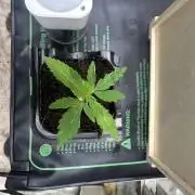 Toxic Delusion SCROG