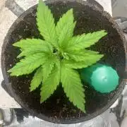 Toxic Delusion SCROG