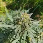 Frikkies first grow