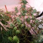 420 Zkittlez Green Crack 420