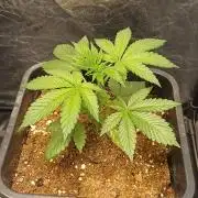 Trop Cherry  2 in Living Soil 💜