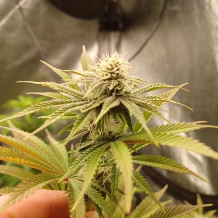 Trop Cherry  2 in Living Soil 💜