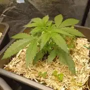 💜Velvet Lushers Living SOIL ♻️