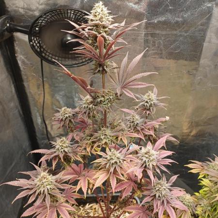 Trop Cherry  2 in Living Soil 💜