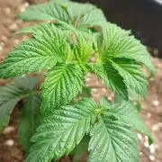 PInk Rozay Living Soil 💥💚