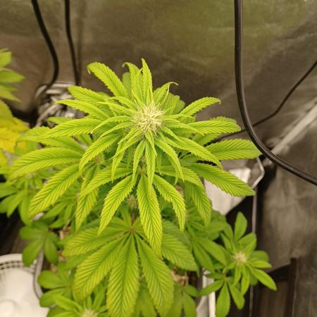 PInk Rozay Living Soil 💥💚