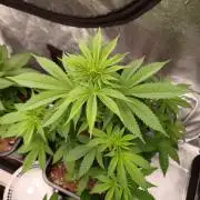 Trop Cherry  2 in Living Soil 💜