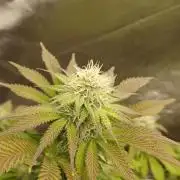 Blackwater in Living Soil 💯