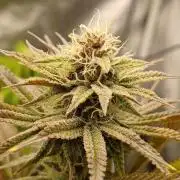 Trop Cherry  2 in Living Soil 💜