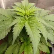 Blackwater in Living Soil 💯