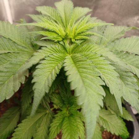 Blackwater in Living Soil 💯