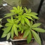 Trop Cherry  2 in Living Soil 💜