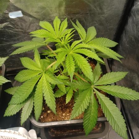 Trop Cherry  2 in Living Soil 💜